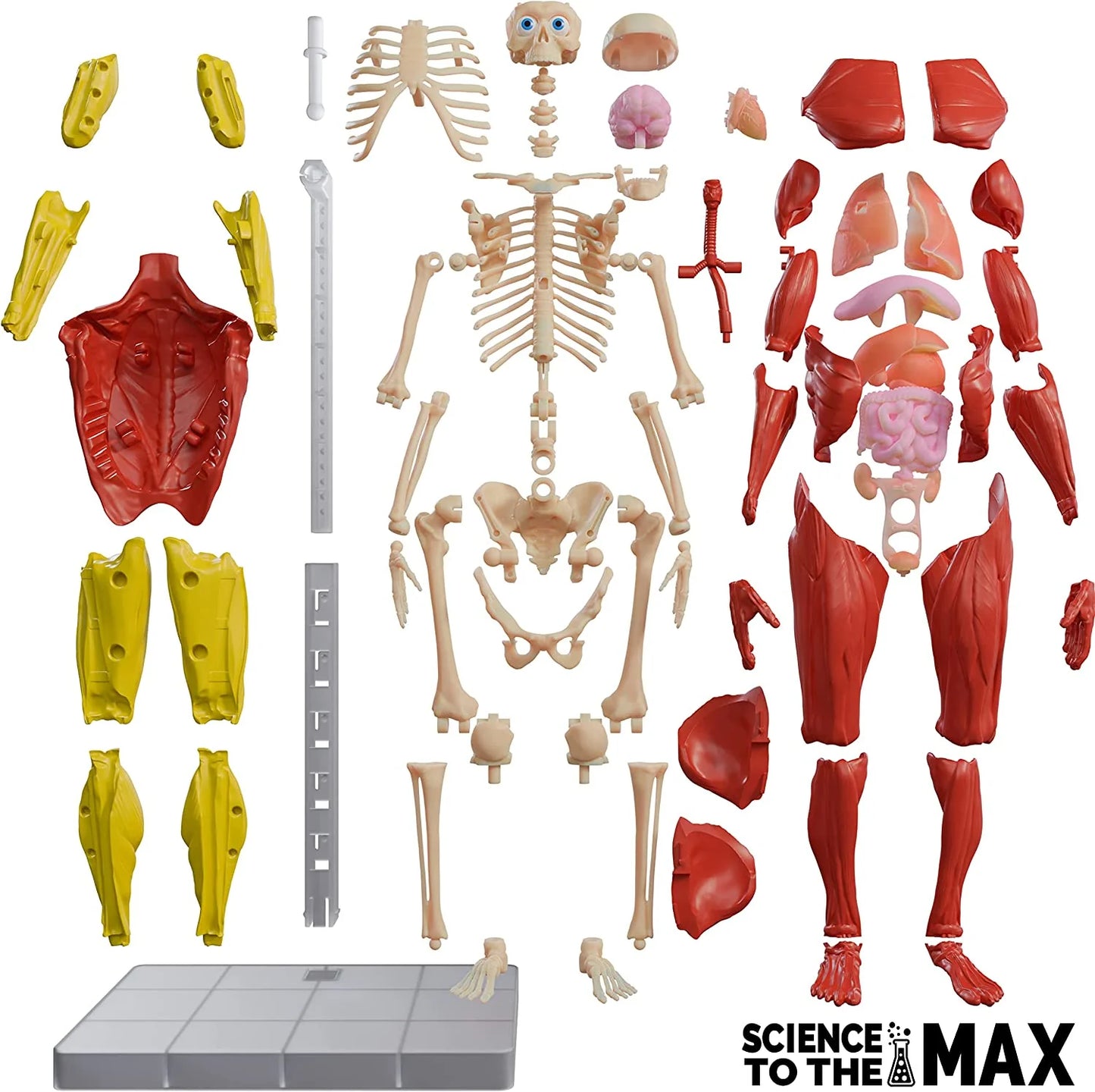 Science To The Max - Corp Uman Interactiv - 60 de piese / 4