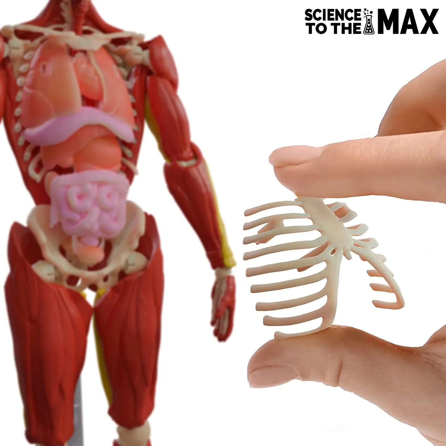 Science To The Max - Corp Uman Interactiv - 60 de piese / 4